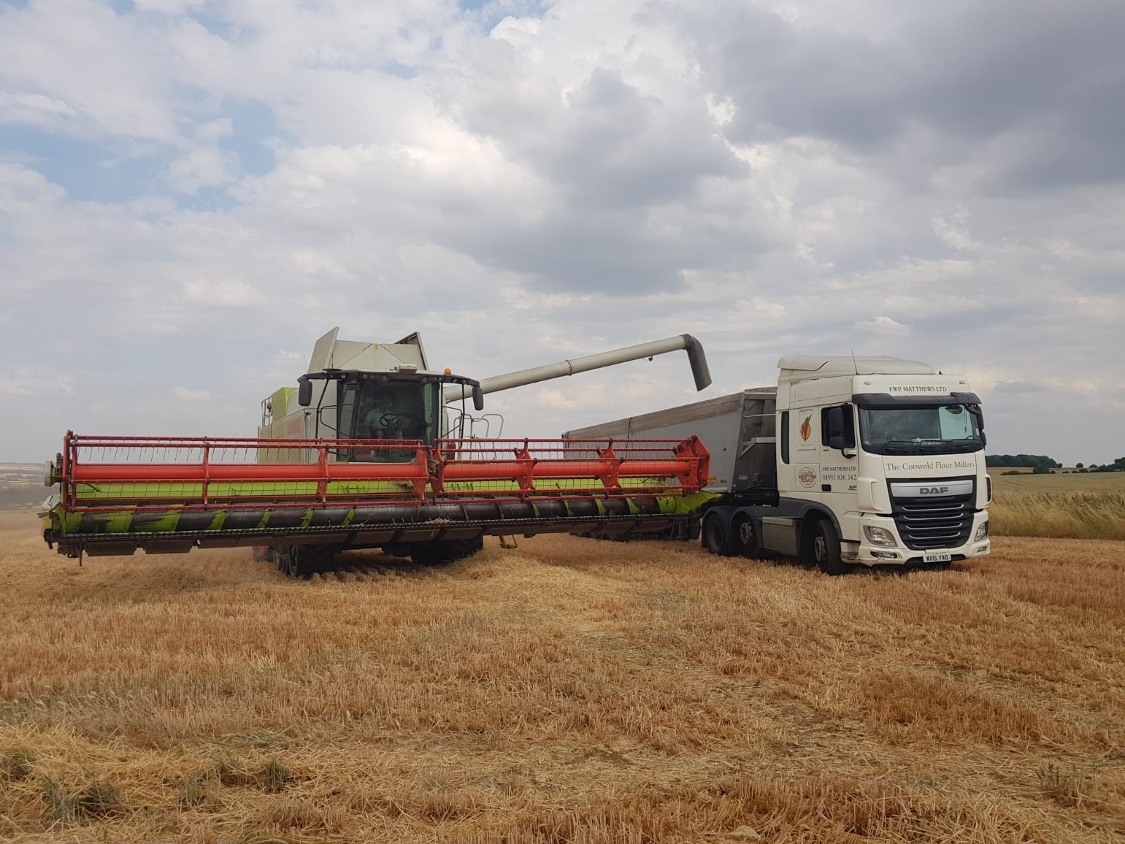 Loading grain into Matthews Cotswold Flour trailer from combine harvester